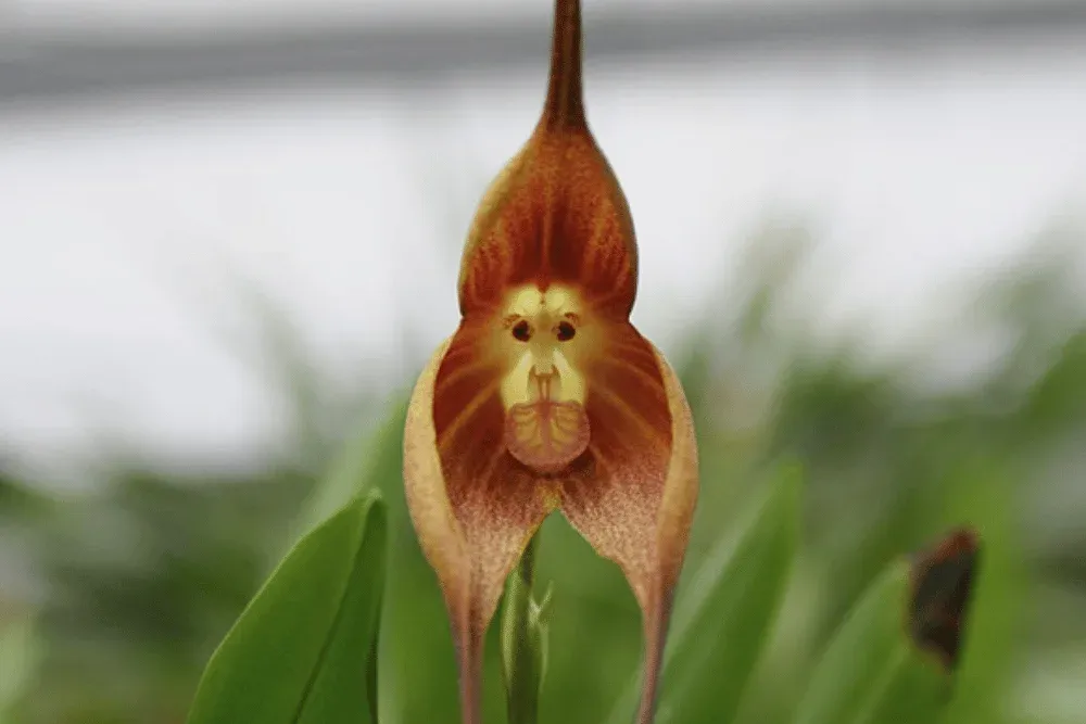 Flores exóticas