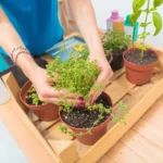 Como montar uma horta em casa mesmo com pouco espaço