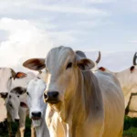 Mato Grosso recebe maior leilão de gado do mundo e negócio pode movimentar R$ 90 milhões