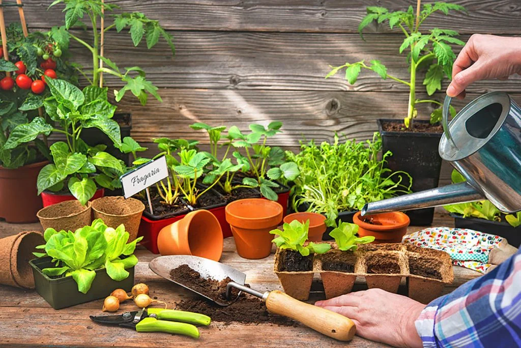 Plantio de horta