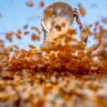 Dinheiro no bolso: uma “chuva” de prosperidade chega para 3 signos neste final de semana (25 e 26 de abril)