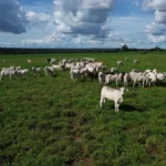 Sorriso oferece apoio gratuito a pecuaristas na vacinação contra a Brucelose