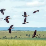 Pesquisadores desenvolvem índice para traduzir o estresse ambiental com IA