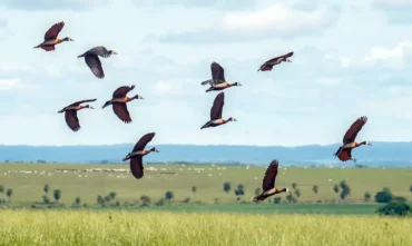 Pesquisadores desenvolvem índice para traduzir o estresse ambiental com IA