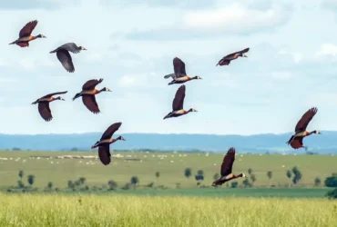 Pesquisadores desenvolvem índice para traduzir o estresse ambiental com IA
