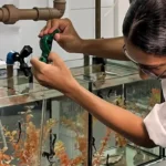 Cavalos-marinhos ganham espaço educativo aberto ao público no Rio