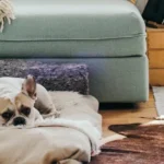 Astrologia revela os signos que transformam qualquer casa em um refúgio acolhedor