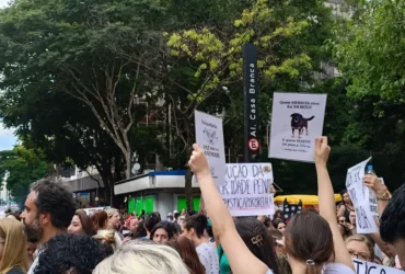 Cão Orelha: Justiça arquiva caso após pedido do Ministério Público