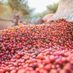 Café recua em abril com expectativa de safra robusta, mas cenário externo limita quedas