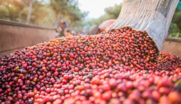 Café recua em abril com expectativa de safra robusta, mas cenário externo limita quedas