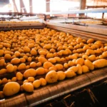 Campo Futuro levanta custos de produção de hortaliças, camarão e cana-de-açúcar