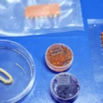 Embrapa desenvolve alimentos veganos que reproduzem salmão, caviar e lula