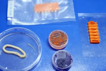 Embrapa desenvolve alimentos veganos que reproduzem salmão, caviar e lula