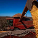 Mato Grosso inicia colheita de milho da safra 2025/26 com ritmo superior ao ano passado, aponta Imea