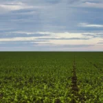 Fundo garantidor para o agronegócio avança em estudo para dívidas rurais