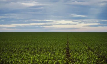 Fundo garantidor para o agronegócio avança em estudo para dívidas rurais