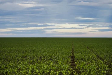 Fundo garantidor para o agronegócio avança em estudo para dívidas rurais