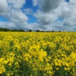 A canola de segunda safra pode reduzir as emissões da aviação em até 55%