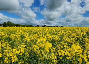 A canola de segunda safra pode reduzir as emissões da aviação em até 55%.
