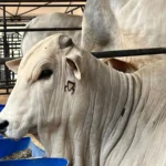 Nelore Mato Grosso confirma retorno de leilão presencial na 58ª Expoagro; veja detalhes