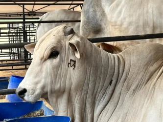 A raça Nelore representa atualmente cerca de 80% do rebanho de corte nacional