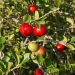 Acerola ganha espaço no campo e se destaca como opção rentável para pequenos produtores