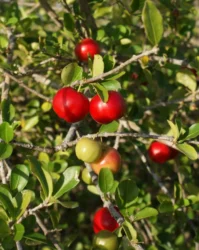 Acerola ganha espaço no campo e se destaca como opção rentável para pequenos produtores