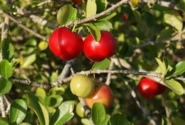 Acerola ganha espaço no campo e se destaca como opção rentável para pequenos produtores