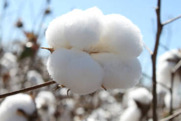 Algodão em pluma acumula quinta alta seguida e atinge maior nível desde julho de 2025