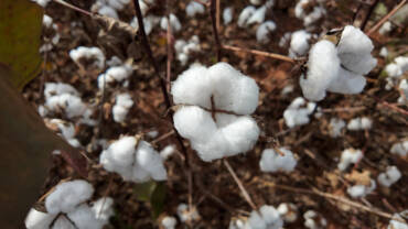 Alta internacional impulsiona comercialização do algodão em Mato Grosso