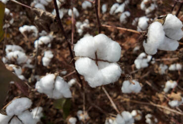 Alta internacional impulsiona comercialização do algodão em Mato Grosso