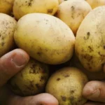 Batata pressiona inflação e faz cesta básica quebrar recorde em Cuiabá