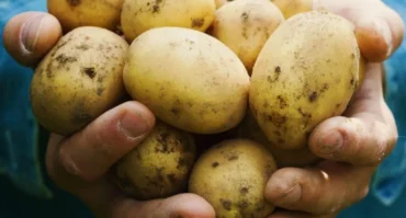 BATATAS