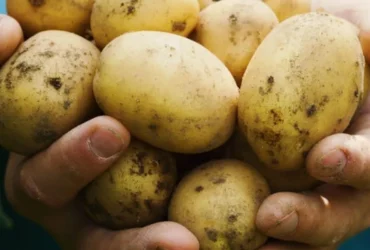 BATATAS