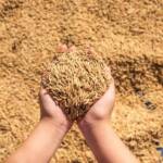 Baixa liquidez marca mercado de arroz no Rio Grande do Sul mesmo com avanço da colheita