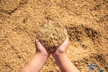 Baixa liquidez marca mercado de arroz no Rio Grande do Sul mesmo com avanço da colheita