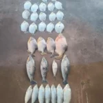 Batalhão Ambiental prende homem com pescado ilegal em MT
