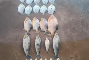 Pescado ilegal