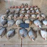 Pescado ilegal leva homem à prisão em Nova Canaã do Norte