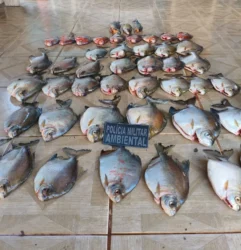 Pescado ilegal leva homem à prisão em Nova Canaã do Norte