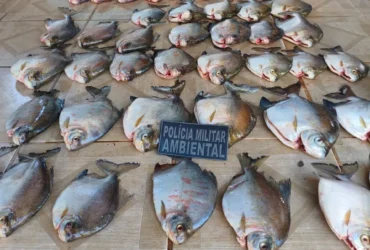 Pescado ilegal leva homem à prisão em Nova Canaã do Norte