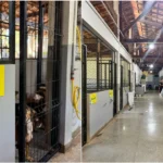 Prefeitura de Cuiabá contesta denúncias contra Canil Municipal e cita vistorias recentes