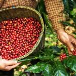 Colheita de café avança lentamente no Brasil e expectativa por safra volumosa pressiona mercado