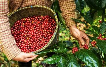 Colheita de café avança lentamente no Brasil e expectativa por safra volumosa pressiona mercado