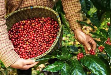 Colheita de café avança lentamente no Brasil e expectativa por safra volumosa pressiona mercado