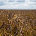 Calendário da soja em MT mantém vazio sanitário de junho a setembro para 2026