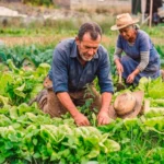 Agricultura familiar ganha reforço em Denise