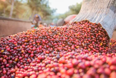 Chuvas limitam a colheita de café