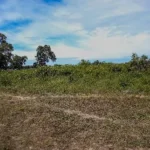 Comissão da Assembleia Legislativa retira de pauta projeto que suspendia criação da Reserva Guariba-Roosevelt