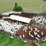 Confinamento bovino deve crescer 55% em 2026, aponta projeção do Imea